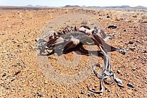 Welwitschia mirabilis, Amazing desert plant, living fossil