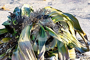 Welwitschia mirabilis, Amazing desert plant, living fossil