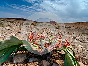 Welwitschia mirabilis in Damaraland desert - Namibia.