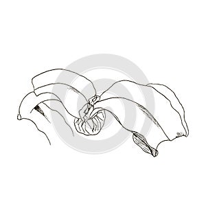 Welwitschia mirabilis, liner illustration on white