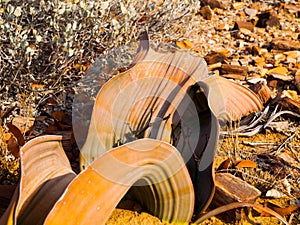 Welwitschia Mirabilis in Namib Desert