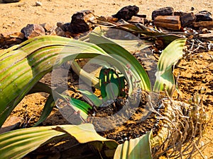 Welwitschia Mirabilis in Namib Desert