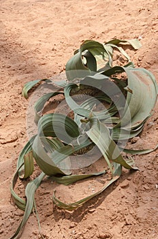 Welwitschia Mirabilis in Namib Desert