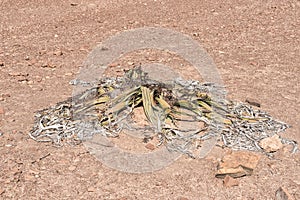 Welwitschia mirabilis in the Namib desert near Springbokwasser