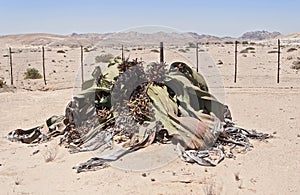 Welwitschia mirabilis, Namibia