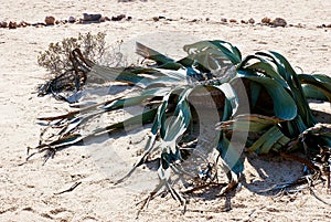 Welwitschia mirabilis in namibian dessert