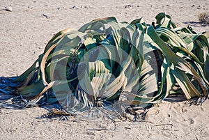 Welwitschia mirabilis in namibian dessert