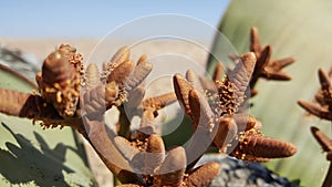 Welwitschia mirabilis plant