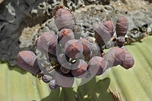 Welwitschia mirabilis plant