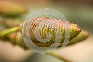 Welwitschia mirabilis is a plant found in the desert.