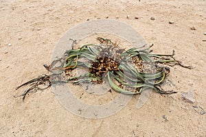 Welwitschia mirabilis, a rare plant, endemic to Namibia, some of which can reach 2000 years of age