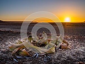 Welwitschia mirabilis in sunset - Damaraland desert - Namibia.