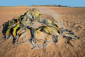 Welwitschia, Namib desert