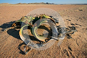 Welwitschia, Namib desert