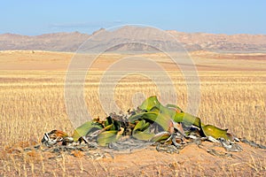 Welwitschia, Namib desert