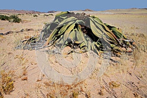 Welwitschia, Namib desert, Namibia