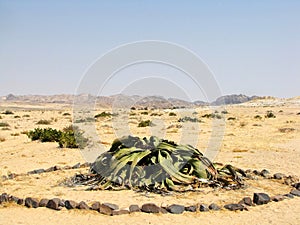 Welwitschia plant