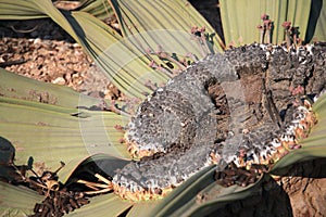 Welwitschia Plant