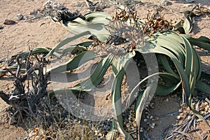 Welwitschia Plant