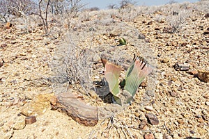 Welwitschia plant in desert
