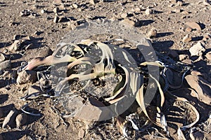 Welwitschia plant in the desert