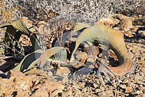 Welwitschia plant from Namibia