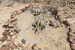 Welwitschia plant and petrified wood