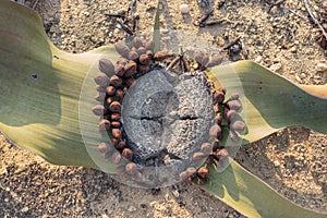 Welwitschia plant seen from above with natural light. Namibe. An