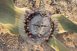 Welwitschia plant seen from above with natural light. Namibe. An