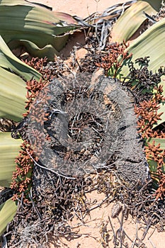 Welwitschia plant seen from above with natural light. Namibe. An
