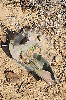 Welwitschia plant sprout