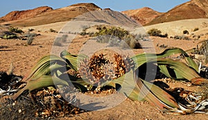 Welwitschia Plant (Welwitschia mirabilis)