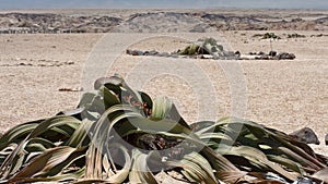 Welwitschia plants in Namibia