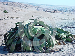 Welwitschia plants in Namibia