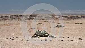 Welwitschia plants photo