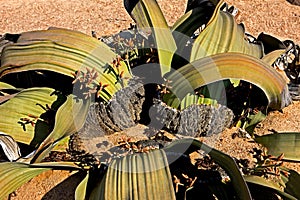 WELWITSCHIA  welwitschia mirabilis