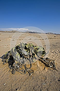 WELWITSCHIA  welwitschia mirabilis