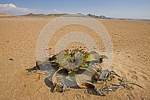 WELWITSCHIA  welwitschia mirabilis