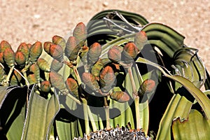 WELWITSCHIA  welwitschia mirabilis