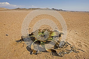 Welwitschia, welwitschia mirabilis, Living Fossil, Namib Desert in Namibia