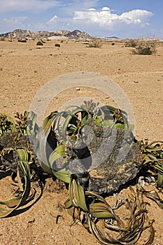 WELWITSCHIA welwitschia mirabilis, NAMIB DESERT IN NAMIBIA