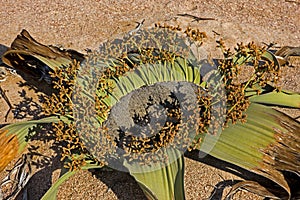 WELWITSCHIA welwitschia mirabilis, NAMIB DESERT IN NAMIBIA