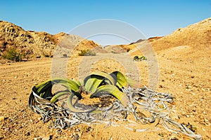 Welwitschia (Welwitschia mirabilis), Namibia