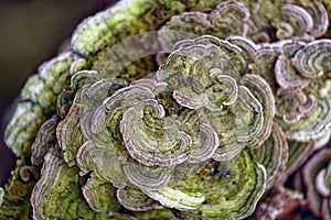 Welwyn, England: Ringed polypore fungus