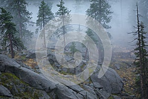 Wenatchee National Forest