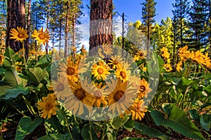 Balsamroot flowers photo