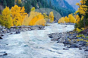 Wenatchee River rolling through the tree lined Tumwater Canyon in fall