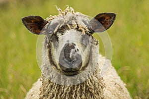 Wensleydale Ewe Portrait