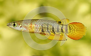 Werner Killifish Aquarium Fish Aplocheilus werneri