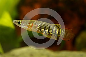 Werner Killifish Aquarium Fish Killi Fish Aplocheilus werneri photo